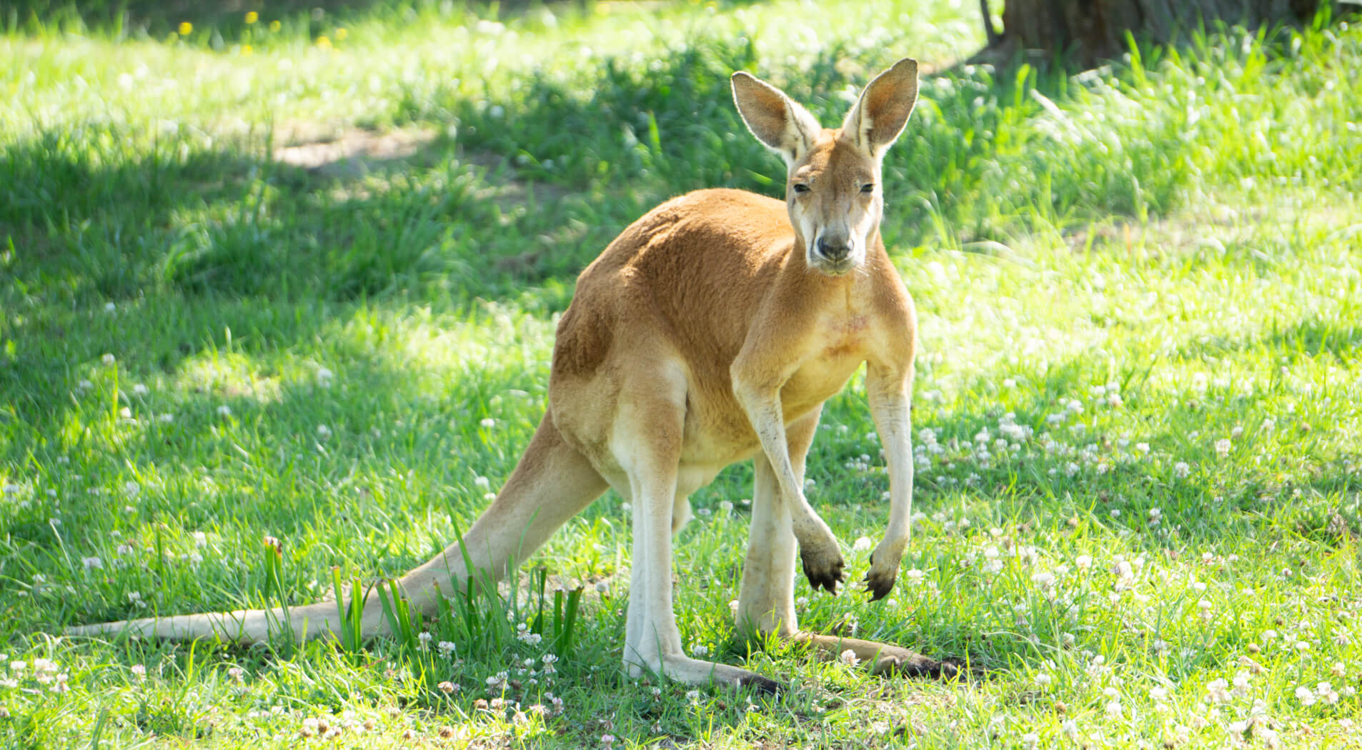Now Open - Kangaroo Walk-About