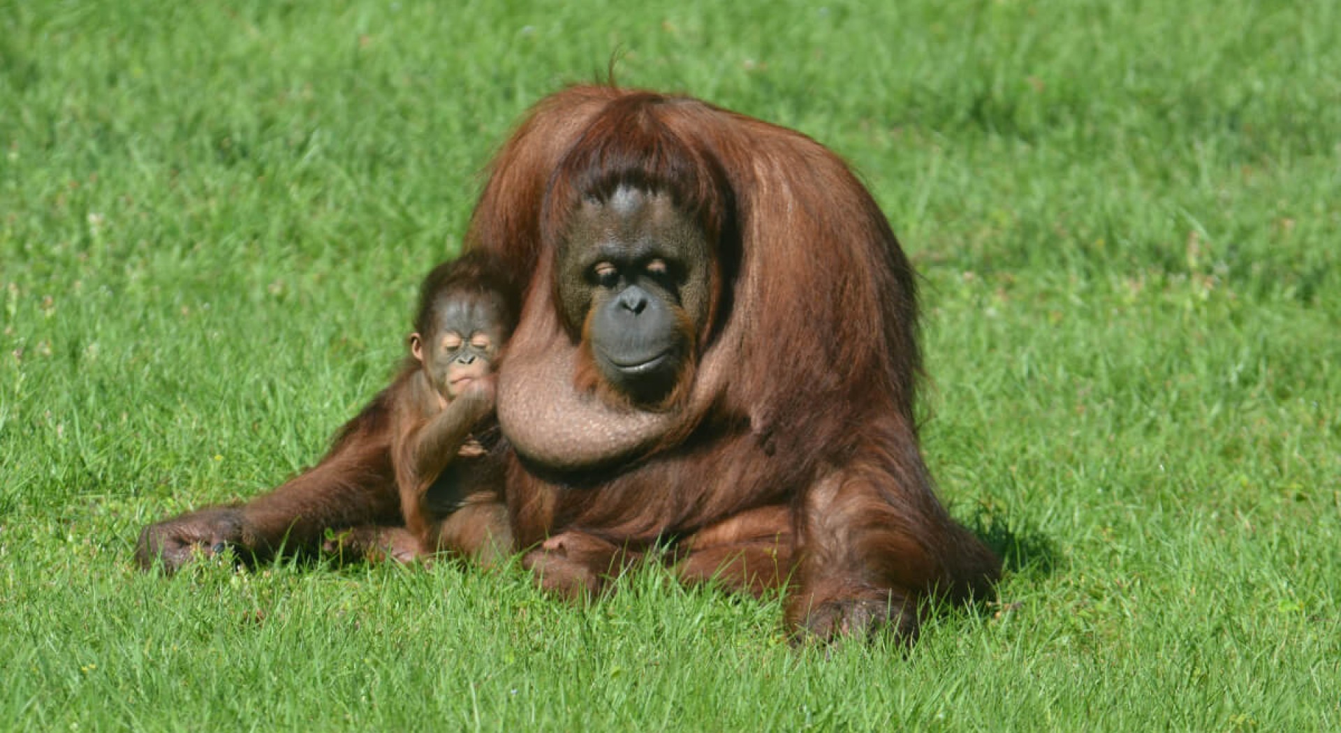 Gulf Breeze Zoo Welcomes <br>Its Newest Orangutan, Satu