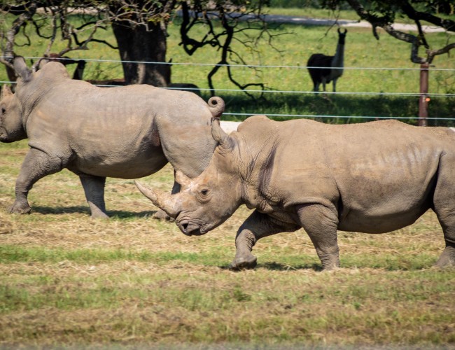 Texas Zoofari Park Welcomes Two Southern White Rhinos
